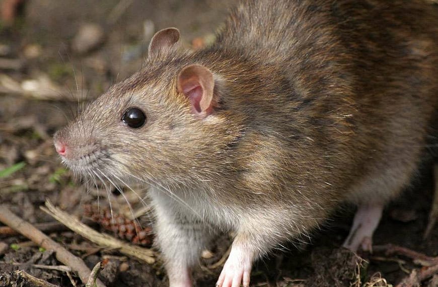 Family Dollar Closing 400 Stores Due to Rat Infestation